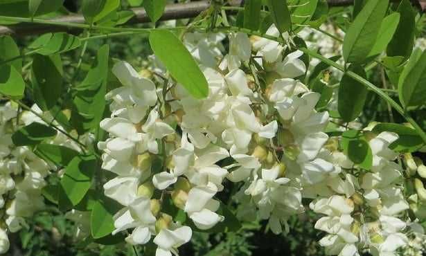 Акация - Налични 2 цвята