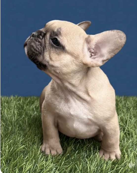 Шикарные Девочки француженки