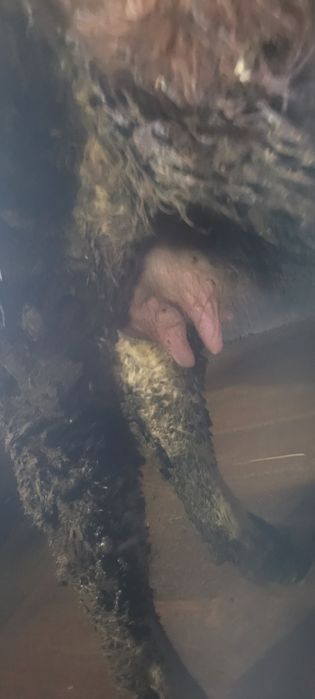 Vând vaca de 3 vitei