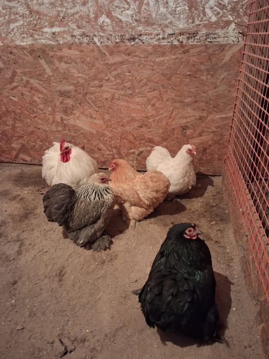 Продам, или обмен!