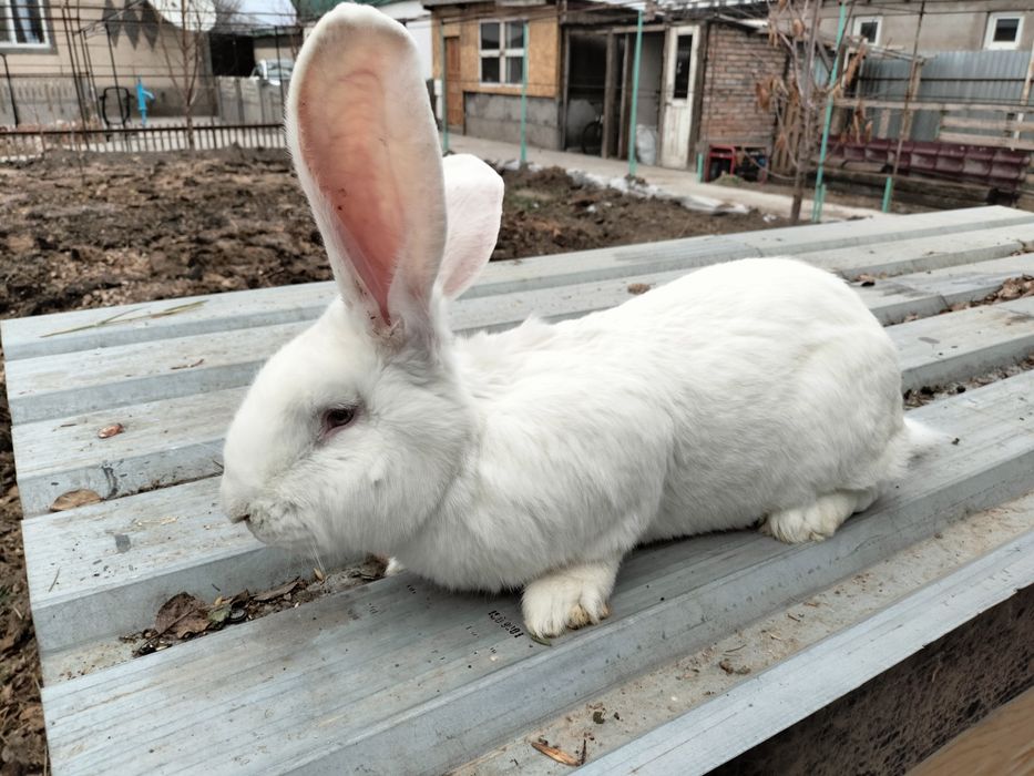 Продам  кроликов.