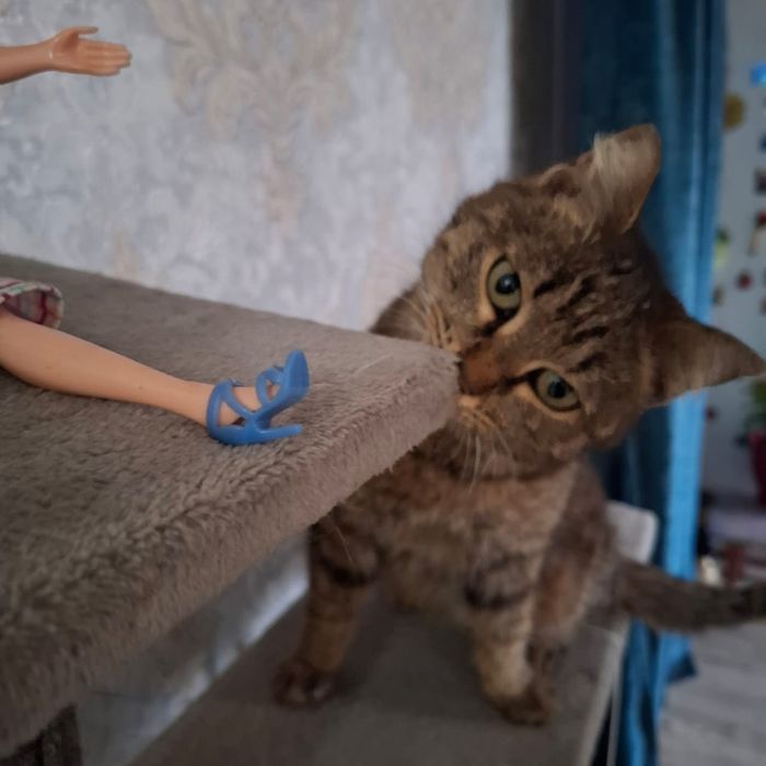 Отдам кошку в хорошие руки