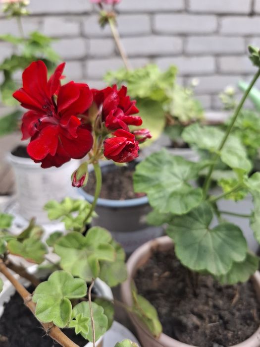 Герань цветущий разные