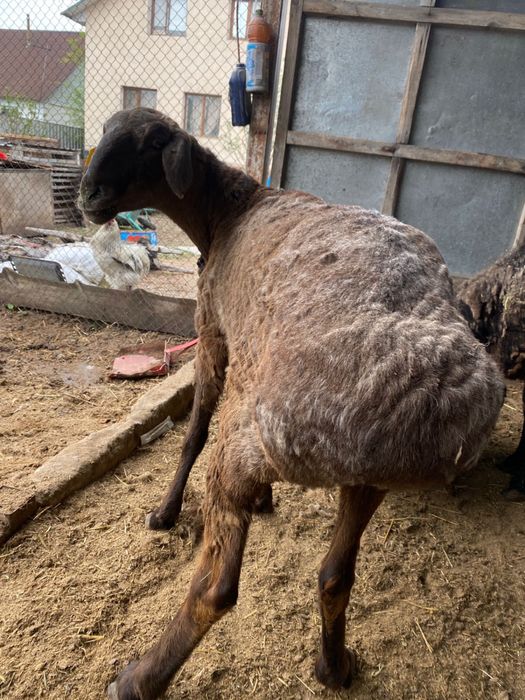 Кой уйдики.