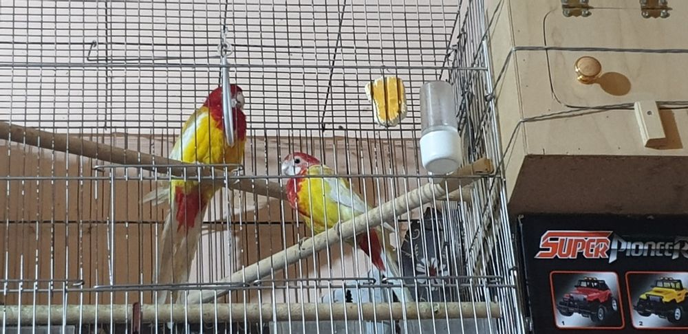 Papugay Lutinya juftitayor