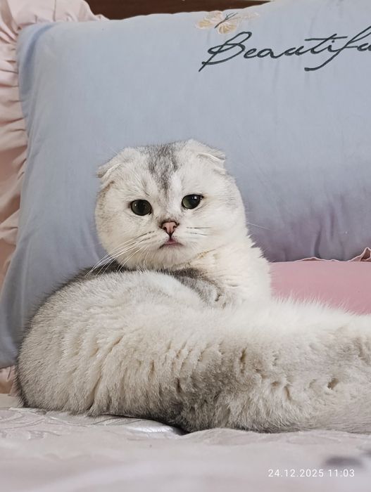 Vyazkaga (juftlash uchun) zotli mushuk