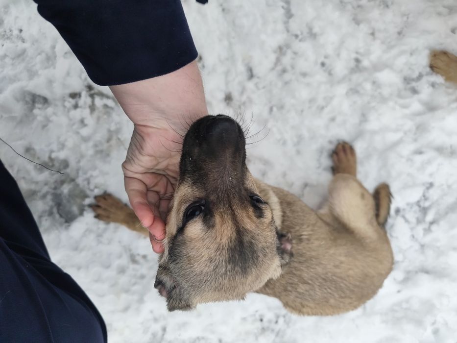 Щенок девочка 3 месяца привитая ищет дом