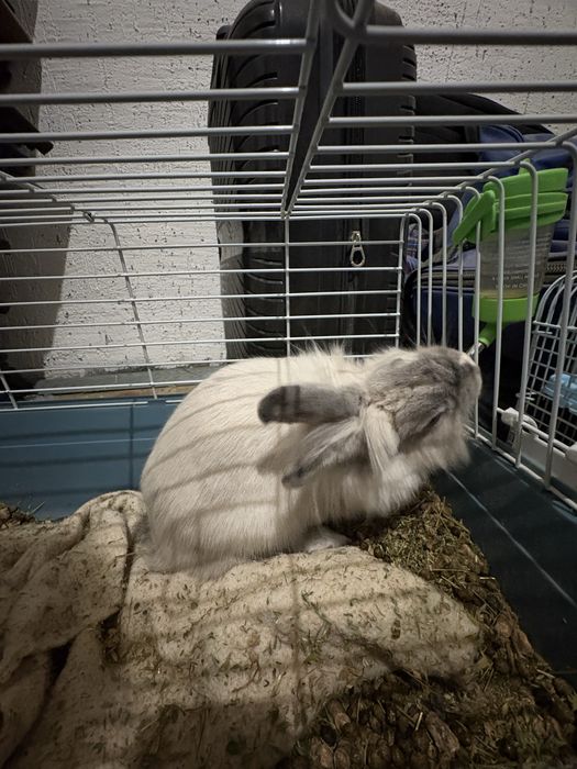 Кролик львиноголовый