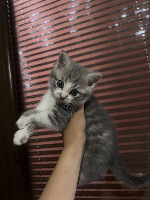 Кошка Шотлантский