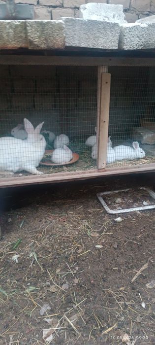 Куенлар сотилади 9дона