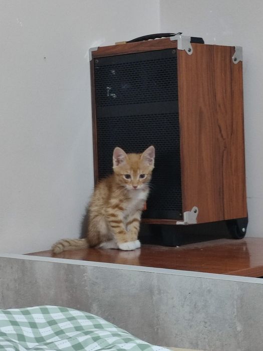 Котенок 3 месяца