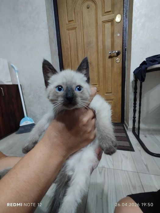 отдам котят в хорошие добрые руки