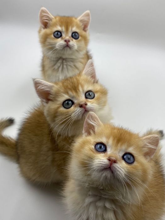 Британские котята