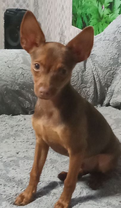 Продается Русский той терьер