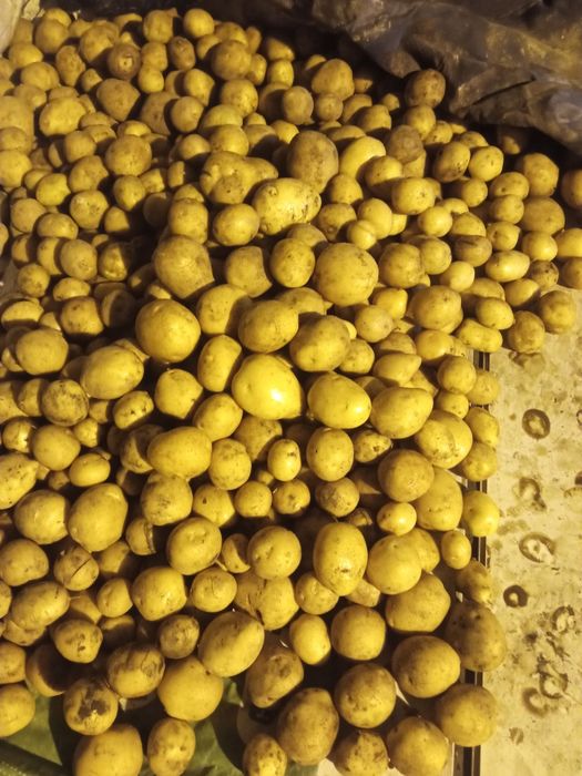 Картошка домашняя