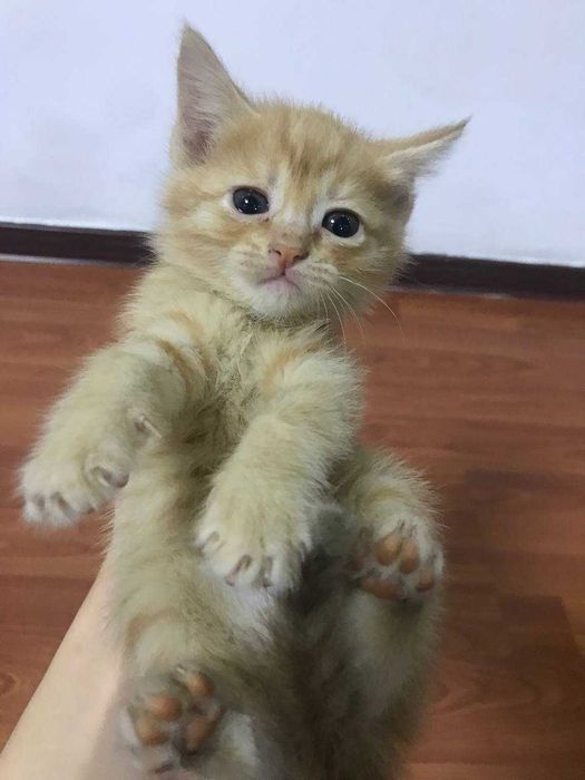 Котята в хорошие руки