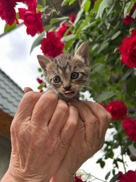 Отдам котят (девочек) в хорошие руки