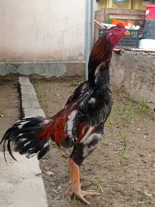 Dakan tovuq tuxumi ga zakaz olamiz