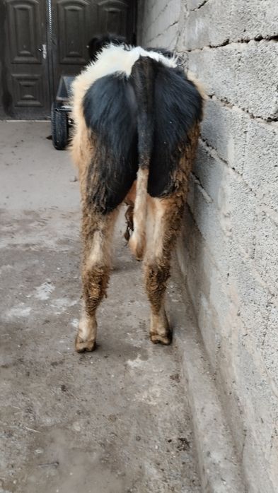 2 ta gibrit buqalar sotiladi