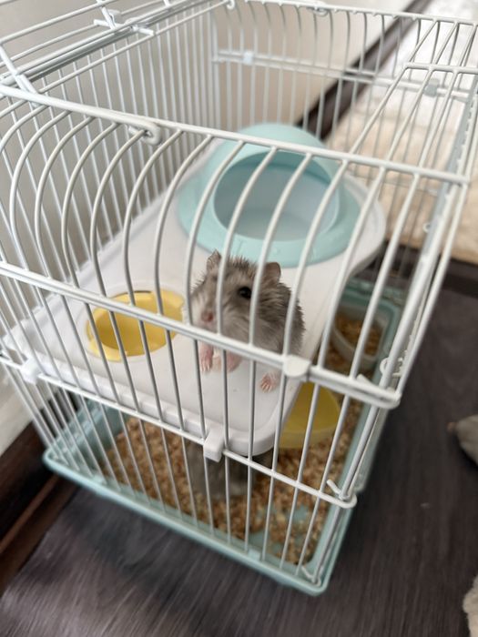 Джунгарские хомяки