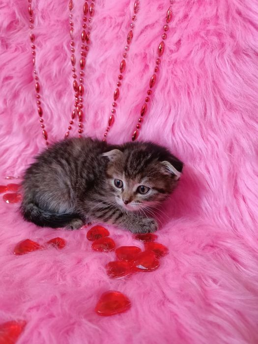 Продам шотландских  вислоухих девочек