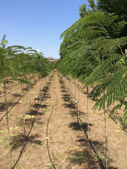 Vand puieti de tei arginti la balot de pământ și arbori de mătase la ghiveci