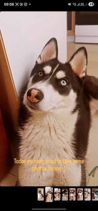Adopții-husky siberian