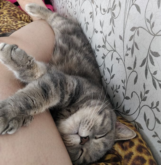 Отдам кошечку в добрые руки.