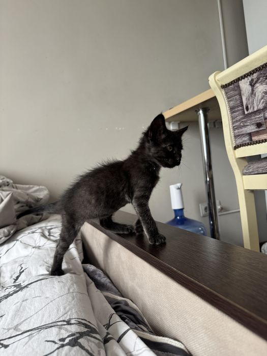 Отдам котенка в хорошие руки. Девочка