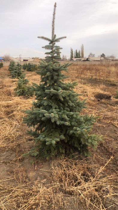 Тополь пирамидальный, сосны, ели
