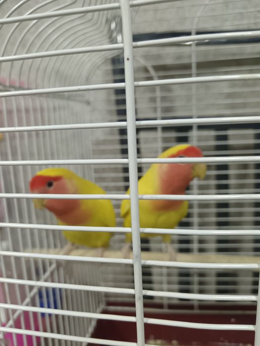 Продаю  пару попугаев неразлучников