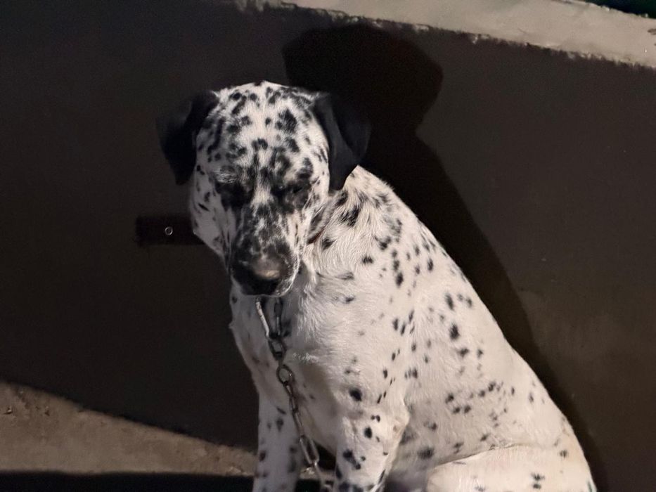 Жаксы ит хабарласа берындер