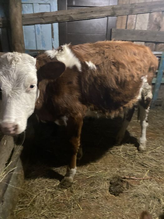 Продам телочку 8 месячная