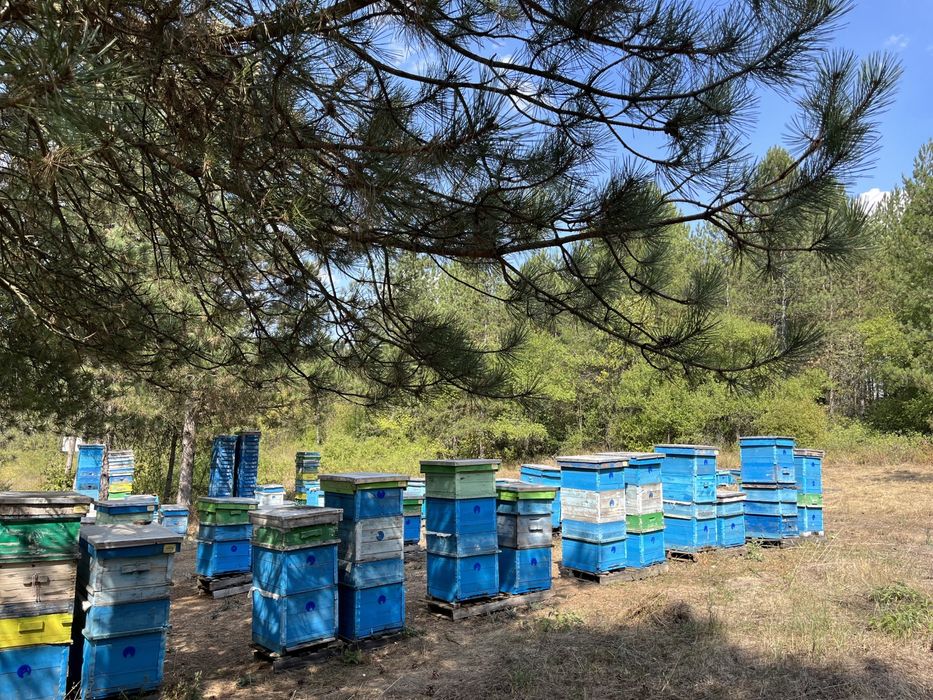 Мед-реколта 2025г.- букет- липа, акация и горски билки- /Пчелен прашец