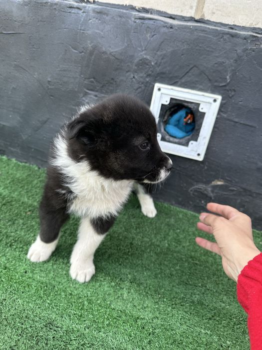 Щенок отдам в хорошие руки,