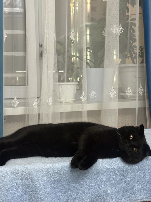 Британский кот. Вязка
