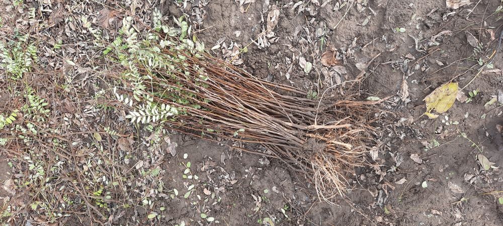 Puieți de salcâm 0,40 bani buc.