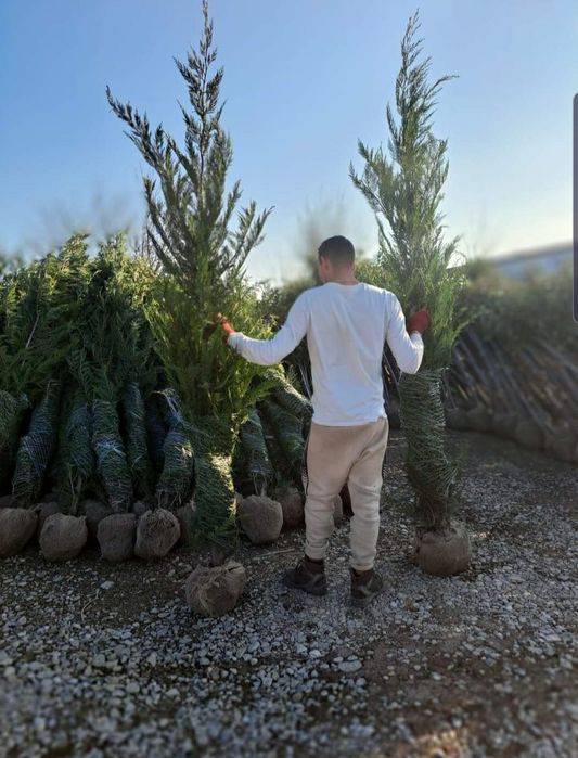 Tuia leylandii inaltime 2.m 2.50m