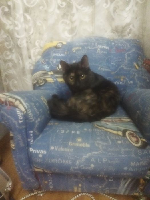 Отдам кошек в добрые руки