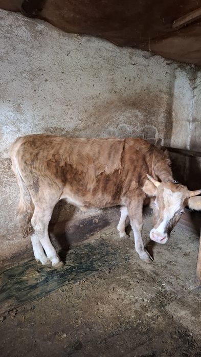 Продам быка стоит на откоруме