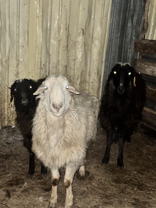 Қошқар  Сек сатылады