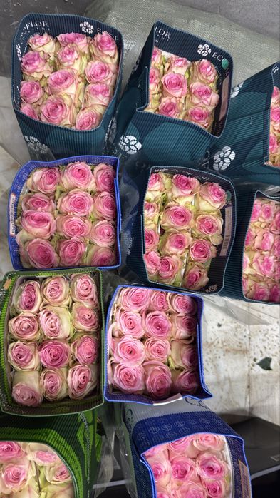 Крупные свежие тюльпаны за 700тг