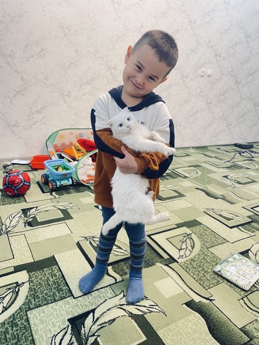 Отдам даром кошку