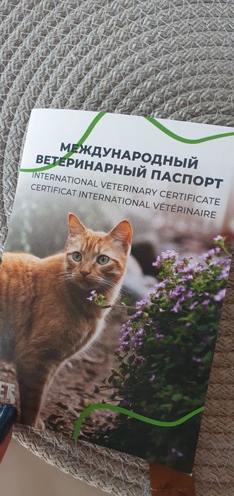 Котенок 5  месяца