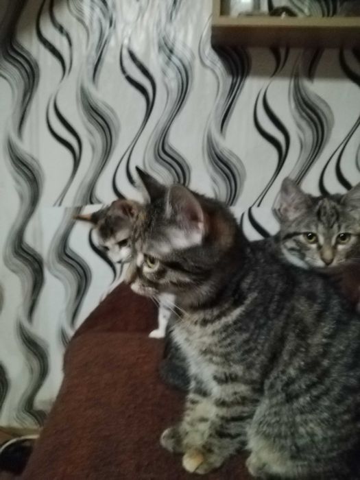 Подарявам много красиви домашни котенца