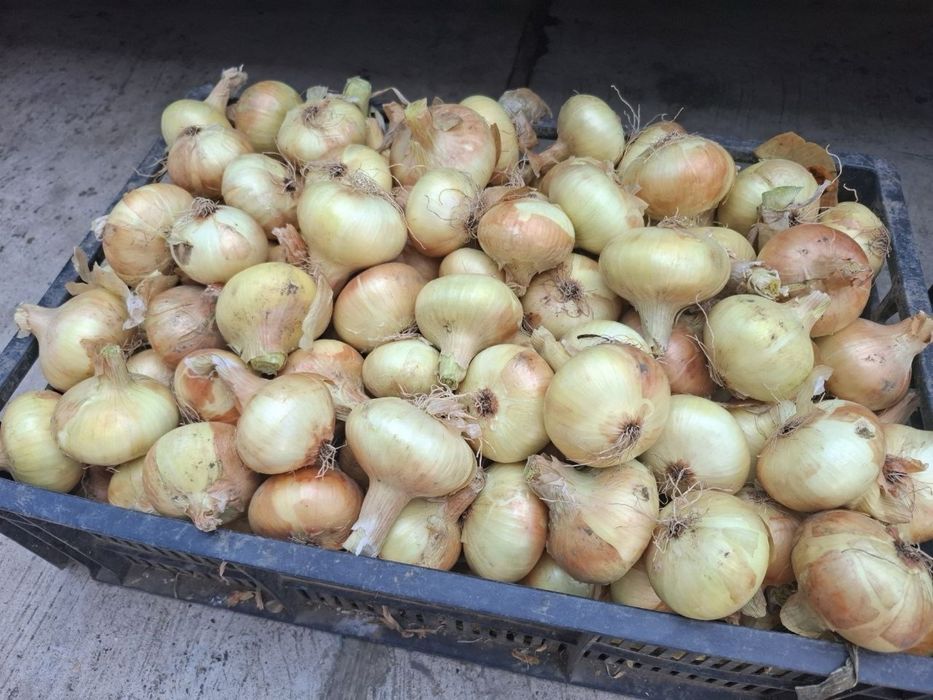 Ceapa si Usturoi BIO