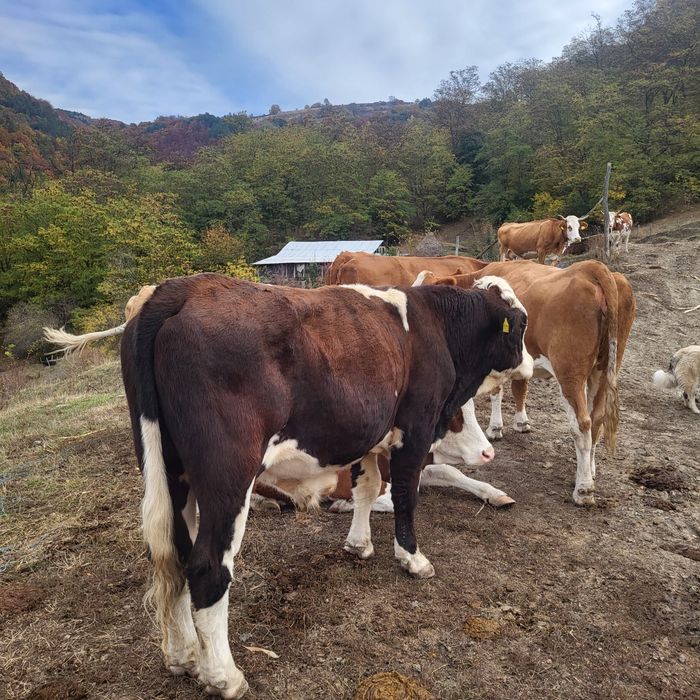 Vând taur de 2 ani