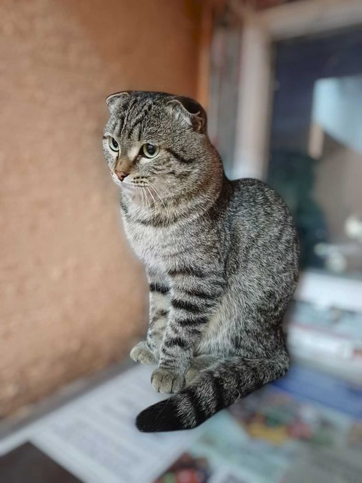 Ласковый Кот скоттиш фолд