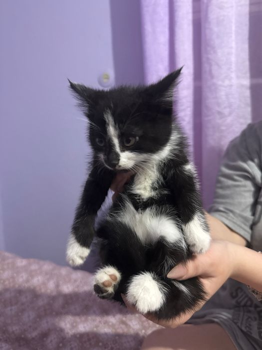 Котенок в добрые руки