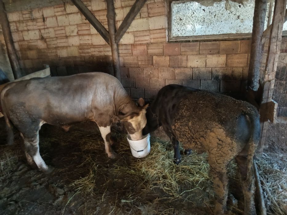 Viței și tauri de vânzare
